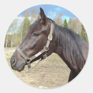 Pegatinas de caballos