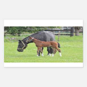 Pegatinas de caballos