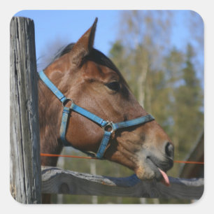 Pegatinas de caballos