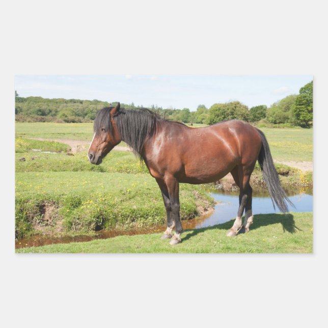 Pegatinas de caballos (Anverso)