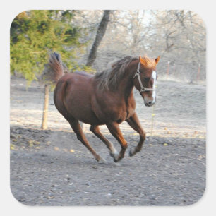 Pegatinas de caballos activos