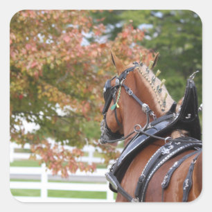 Pegatinas de caballos de Borrador de Bélgica