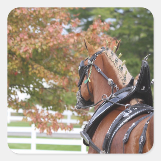 Pegatinas de caballos de Borrador de Bélgica (Anverso)