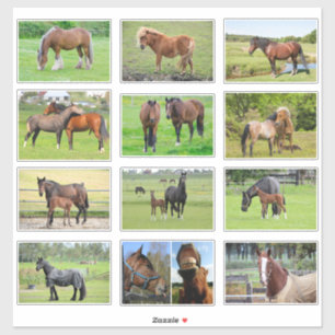 Pegatinas de caballos (o tus fotos)
