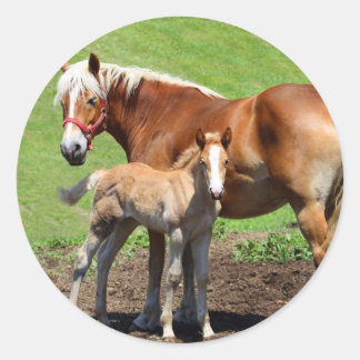 Pegatinas de Caballos y Terneros de Palamino