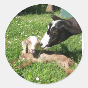 Pegatinas de cabra de 6