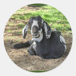 Pegatinas de cabra de 6