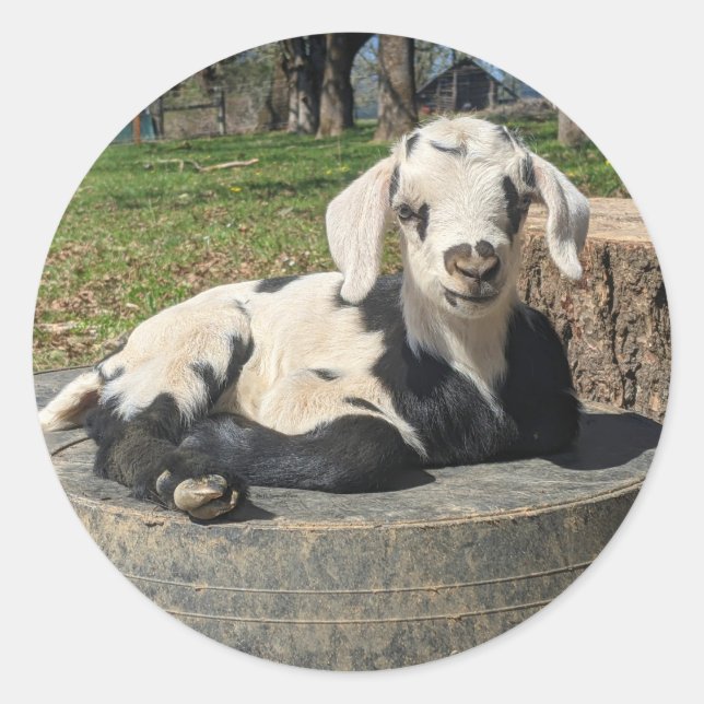 Pegatinas de cabra de 6 (Anverso)