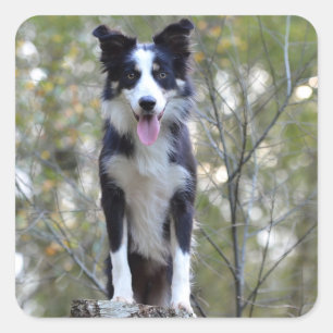 Pegatinas de cachorro de Border Collie negro y bla