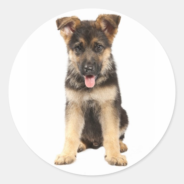 Pegatinas de cachorro de pastor alemán (Anverso)