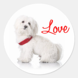 Pegatinas de cachorro de perro Bichon Frise blanco