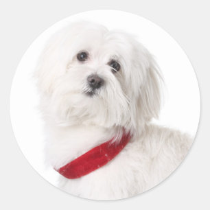 Pegatinas de cachorro de perro Bichon Frise blanco