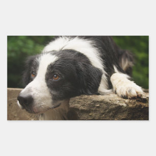 Pegatinas de cachorro de perro Border Collie en bl