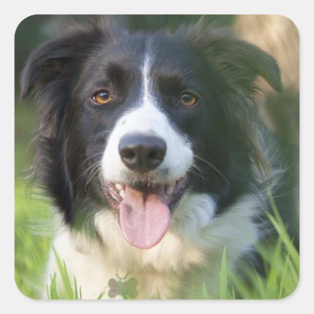 Pegatinas de cachorro de perro Border Collie negro (Anverso)