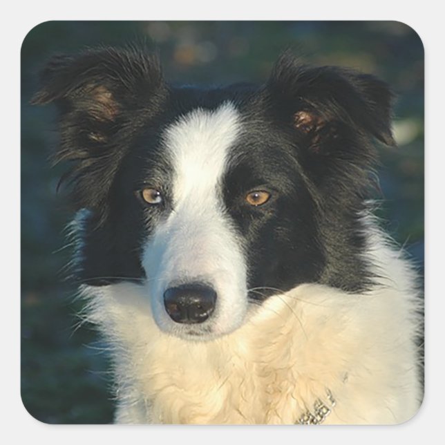Pegatinas de cachorro de perro Border Collie negro (Anverso)