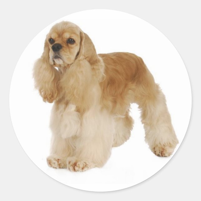 Pegatinas de cachorro de perro Cocker Spaniel de a (Anverso)