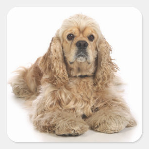 Pegatinas de cachorro de perro Cocker Spaniel de a