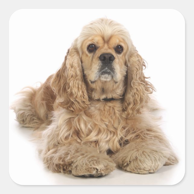 Pegatinas de cachorro de perro Cocker Spaniel de a (Anverso)