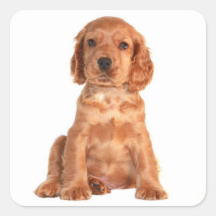 Pegatinas de cachorro de perro Cocker Spaniel de a