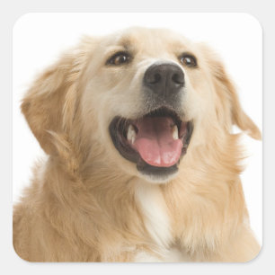 Pegatinas de cachorro de perro de raza Golden Retr
