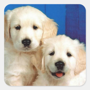 Pegatinas de cachorro de perro de raza Golden Retr