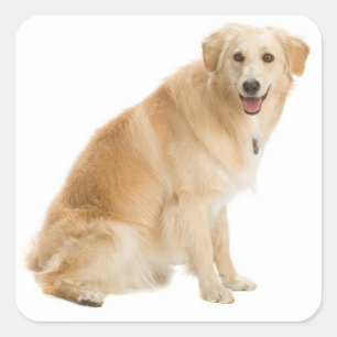 Pegatinas de cachorro de perro de raza Golden Retr