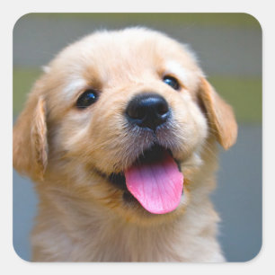 Pegatinas de cachorro de perro de raza Golden Retr
