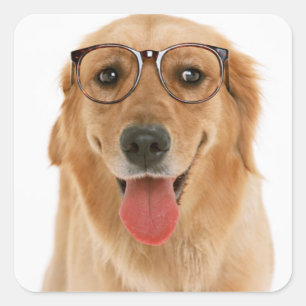 Pegatinas de cachorro de perro de raza Golden Retr