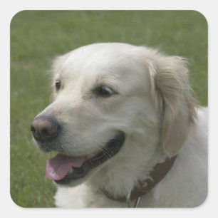 Pegatinas de cachorro de perro de raza Golden Retr