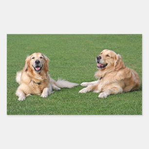 Pegatinas de cachorro de perro de raza Golden Retr