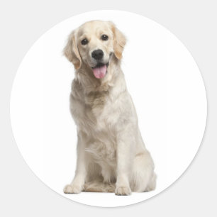 Pegatinas de cachorro de perro de raza Golden Retr