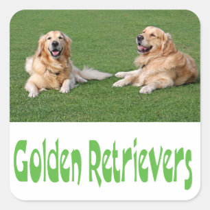 Pegatinas de cachorro de perro de raza Golden Retr