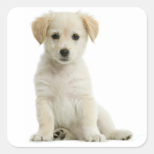 Pegatinas de cachorro de perro retriever dorado de
