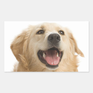 Pegatinas de cachorro de Retriever Dorado Feliz