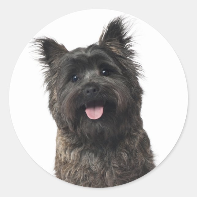 Pegatinas de cachorro de terrier de Cairn (Anverso)