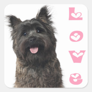 Pegatinas de cachorro de terrier de Cairn corazone
