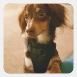 Pegatinas de Cachorros