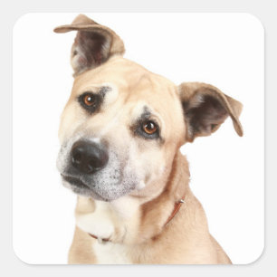 Pegatinas de cachorros de American Staffordshire T