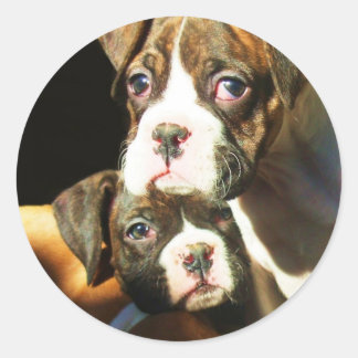 Pegatinas de cachorros de boxeo