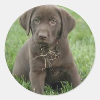 Pegatinas de Cachorros de Labrador Marrón
