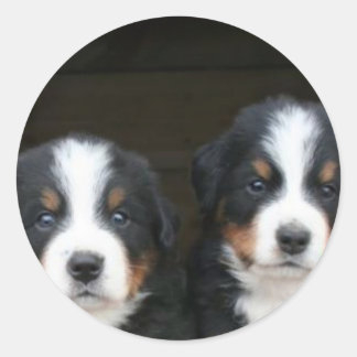 Pegatinas de cachorros de perros de montaña de Ber