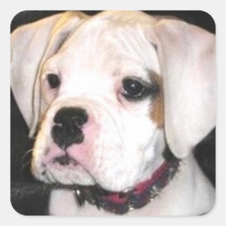 Pegatinas de cachorros del Boxer Blanco