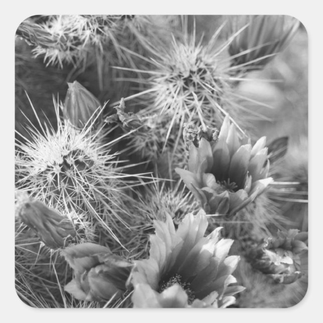 Pegatinas de cactus Flowers B&W Desert Personaliza (Anverso)