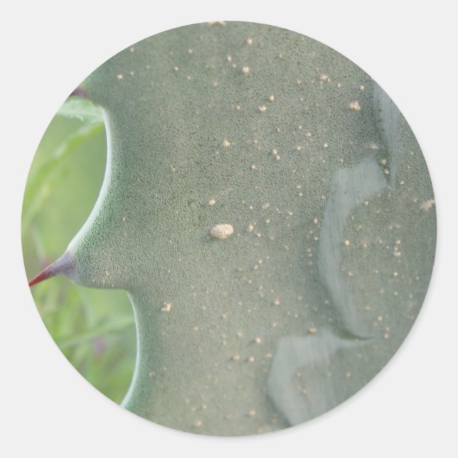 Pegatinas de Cactus Spike (Anverso)