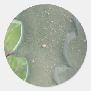 Pegatinas de Cactus Spike
