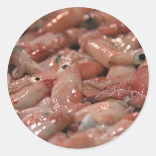 Pegatinas de calamar fresco