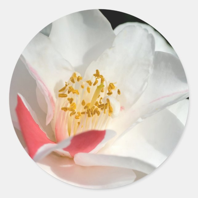 Pegatinas de Camellia (Anverso)