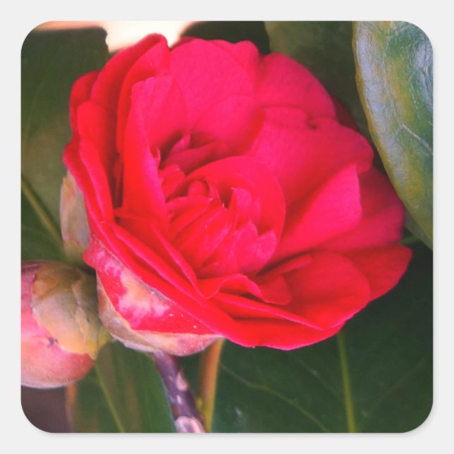 Pegatinas de Camellia Roja (Anverso)