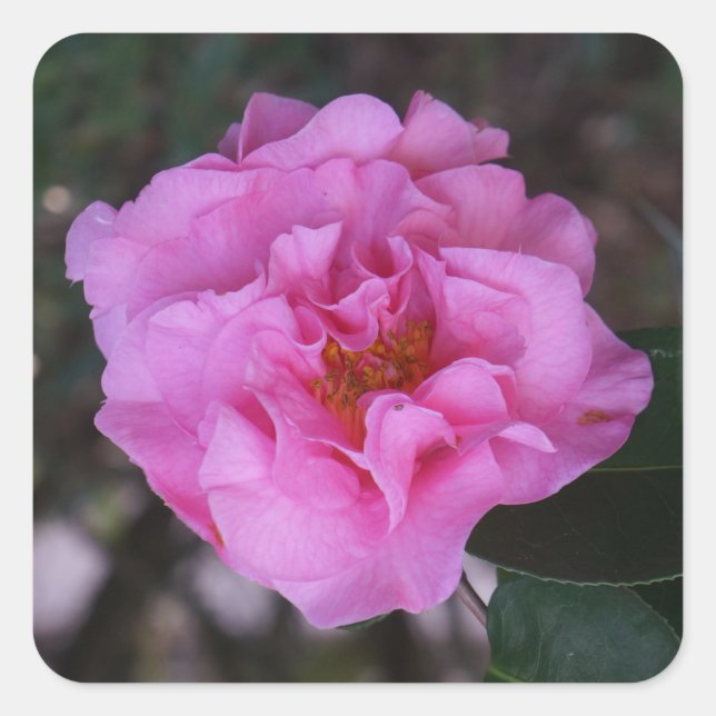 Pegatinas de Camellia Rosa (Anverso)