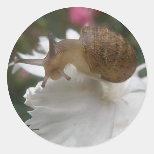 Pegatinas de Carnación Blanca y Carne de Jardín (Anverso)